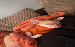 Chihuahua dogs for sale: XXS teacup chihuahua girl  - Image 11