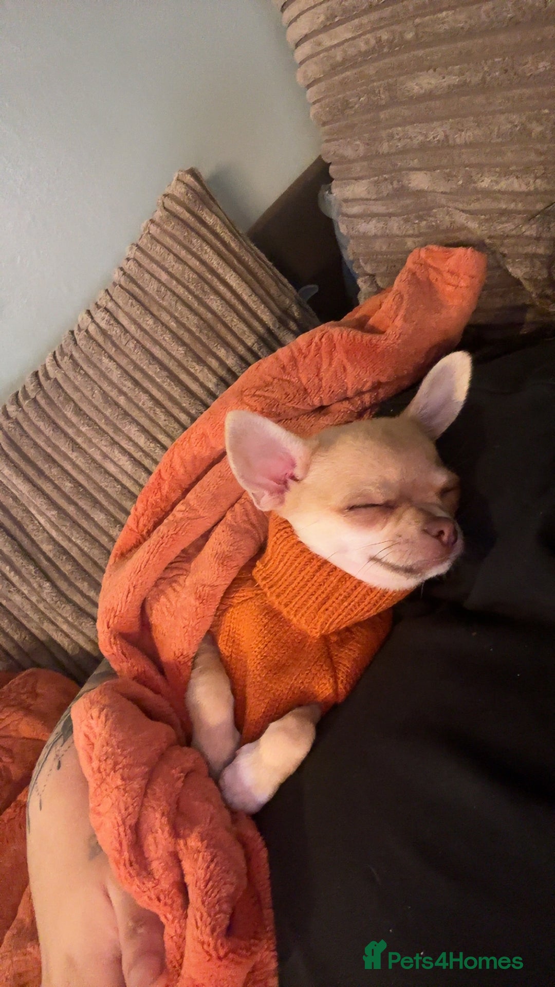 Chihuahua dogs for sale: XXS teacup chihuahua girl  - Image 11