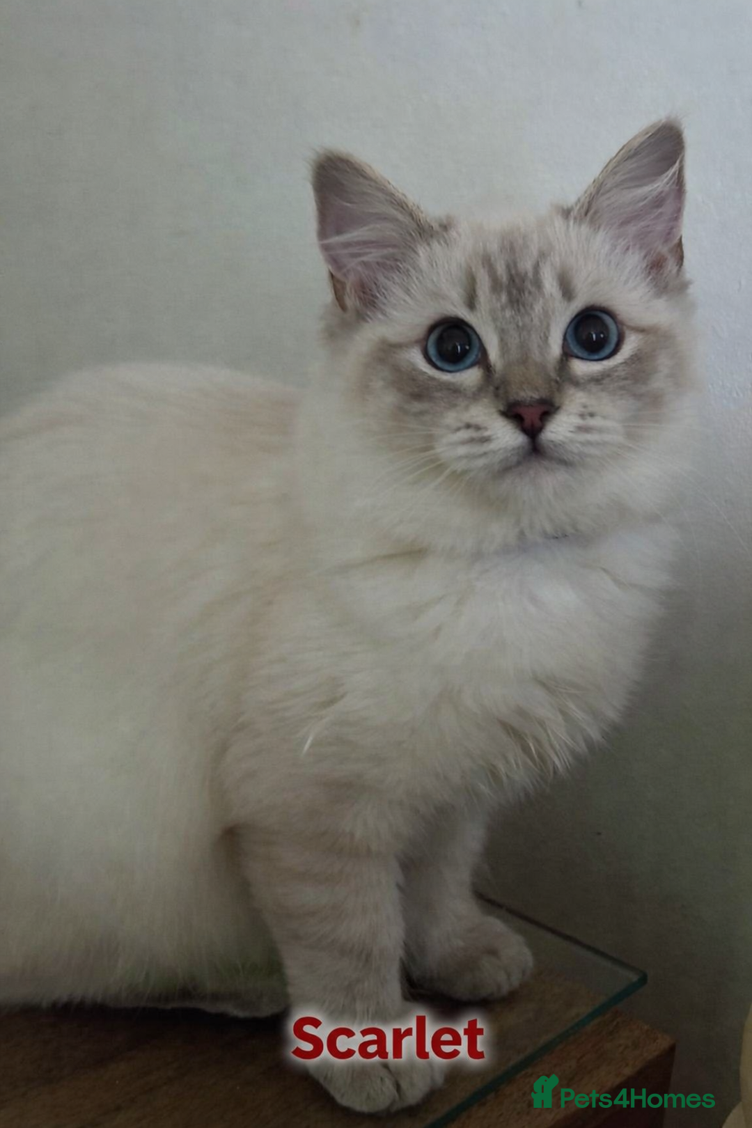 Ragdoll cats for sale: GCCF registered lynx girls ready - Advert 3