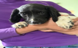 English Springer Spaniel dogs for sale: KC Registered English springer spaniel puppies. - Image 35