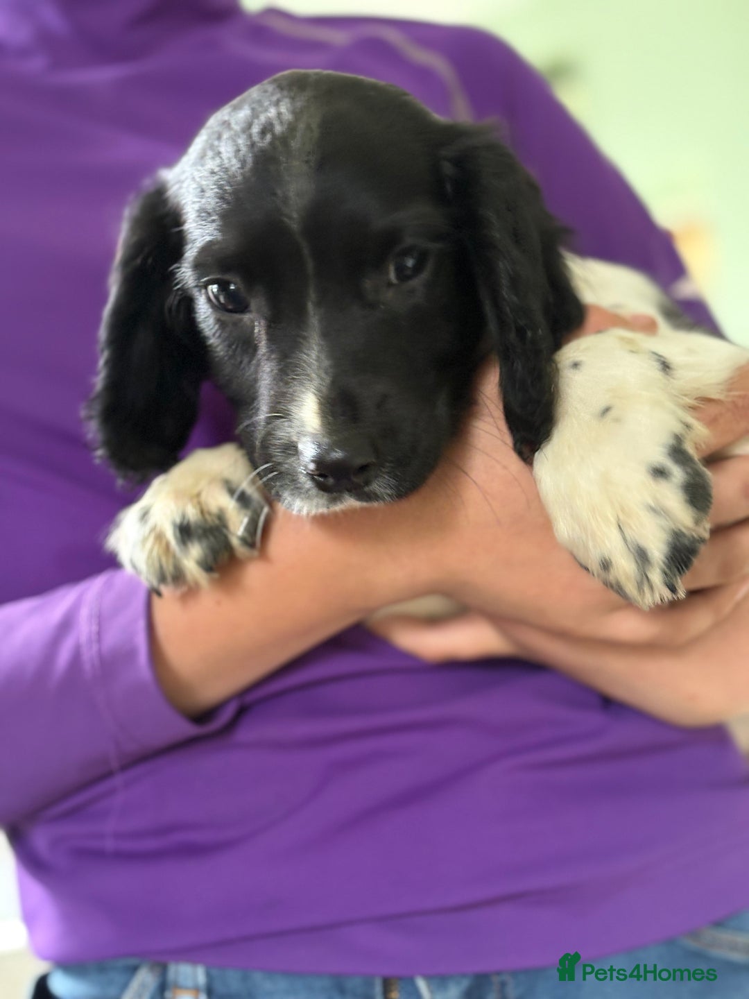 English Springer Spaniel dogs for sale: KC Registered English springer spaniel puppies. - Image 35