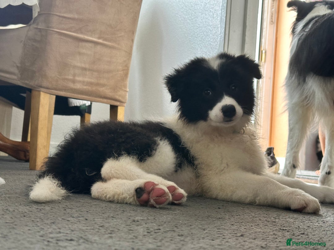Border Collie dogs for sale: Last 2 girls left !!! International Champion line - Image 14