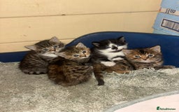 British Longhair cats for sale: Kittens for sale  - Image 8