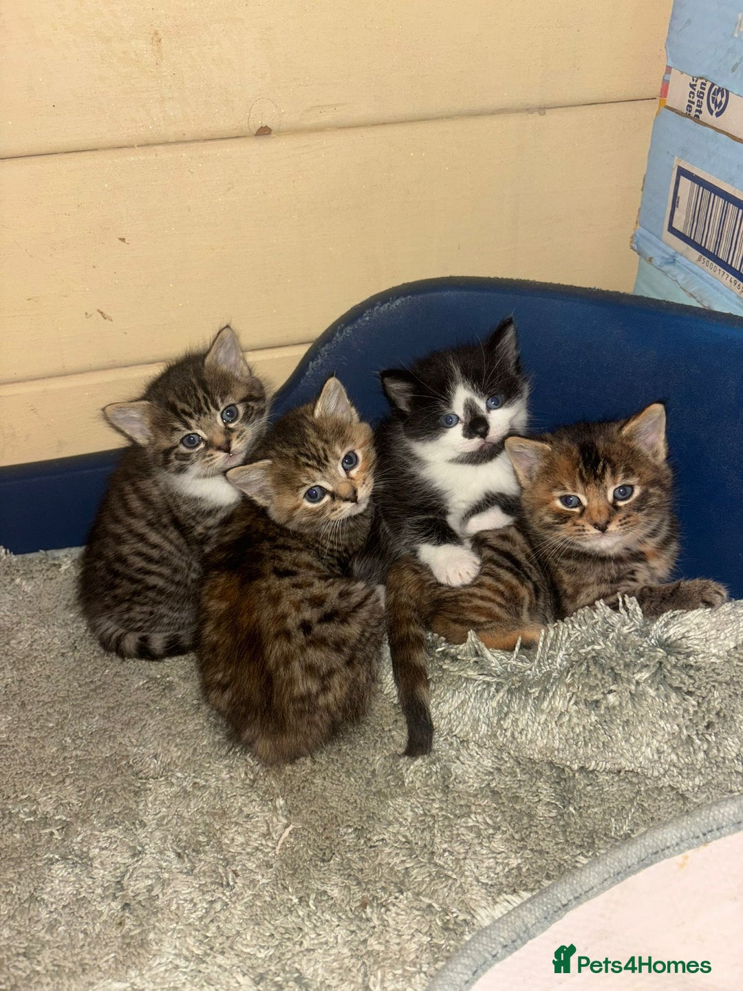 British Longhair cats for sale: Kittens for sale  - Image 8