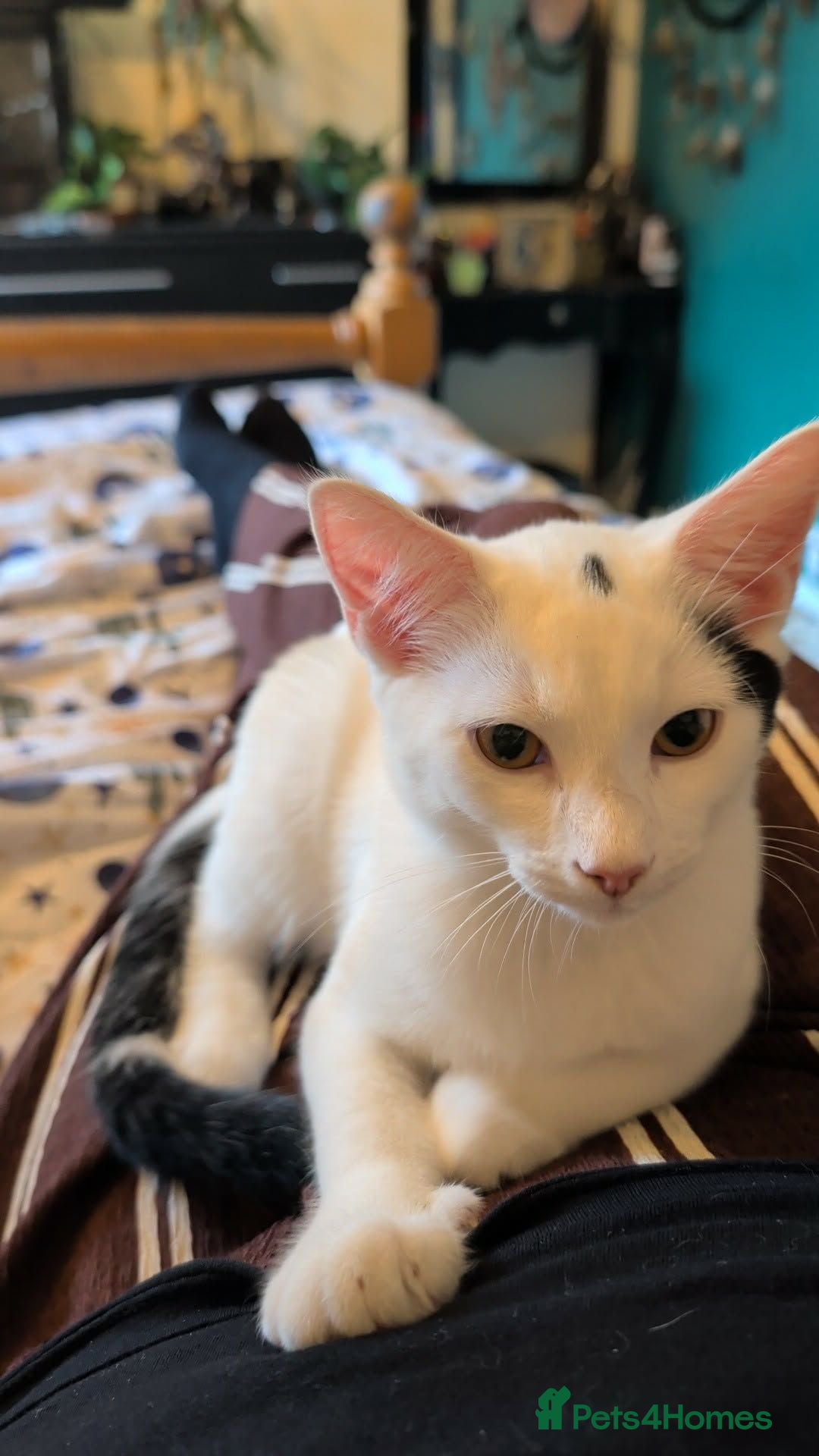 Mixed Breed cats Shylo - Advert 1