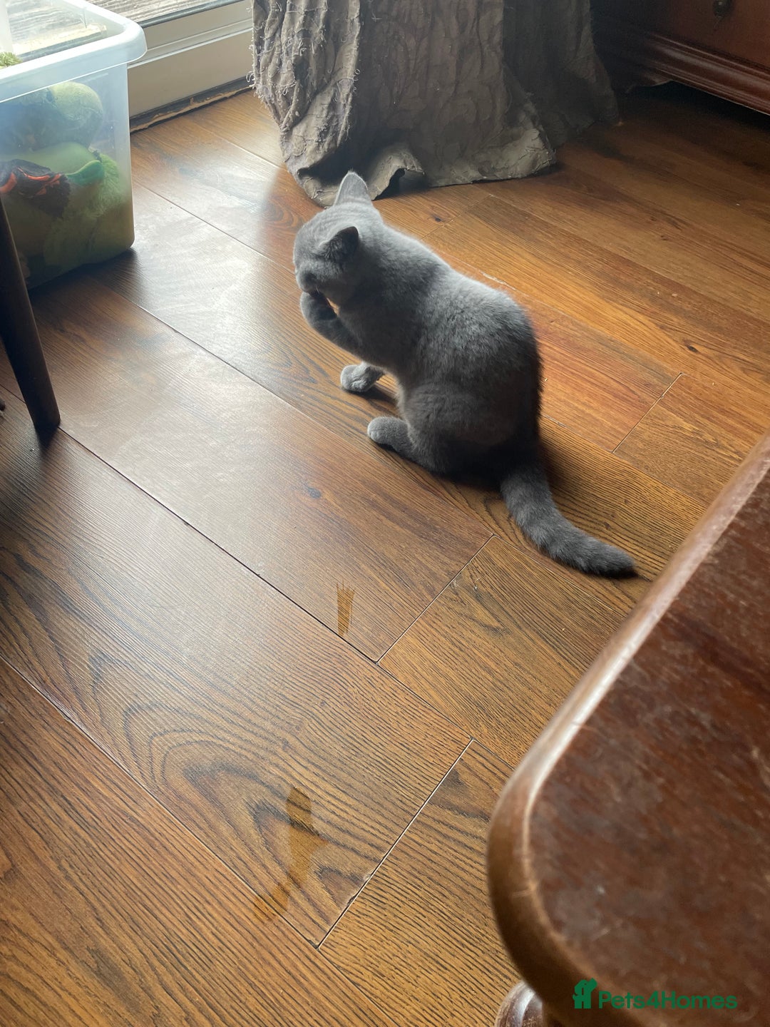 British Shorthair cats for sale: Beautiful British blue Kittens in Sheffield - Image 17