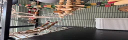 Rat rodents for sale: 4rats & full cage set up  - Advert 13