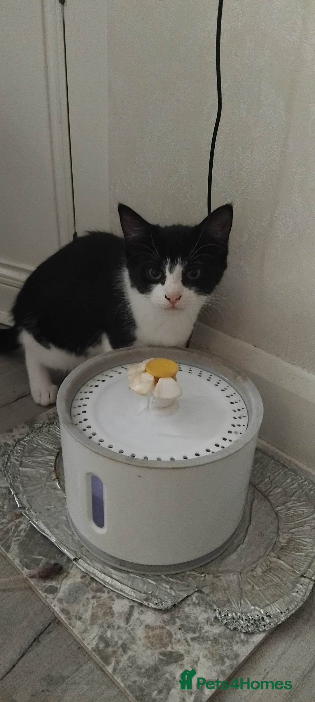 Domestic Shorthair cats for sale: Kittens for sale urgent - Advert 12