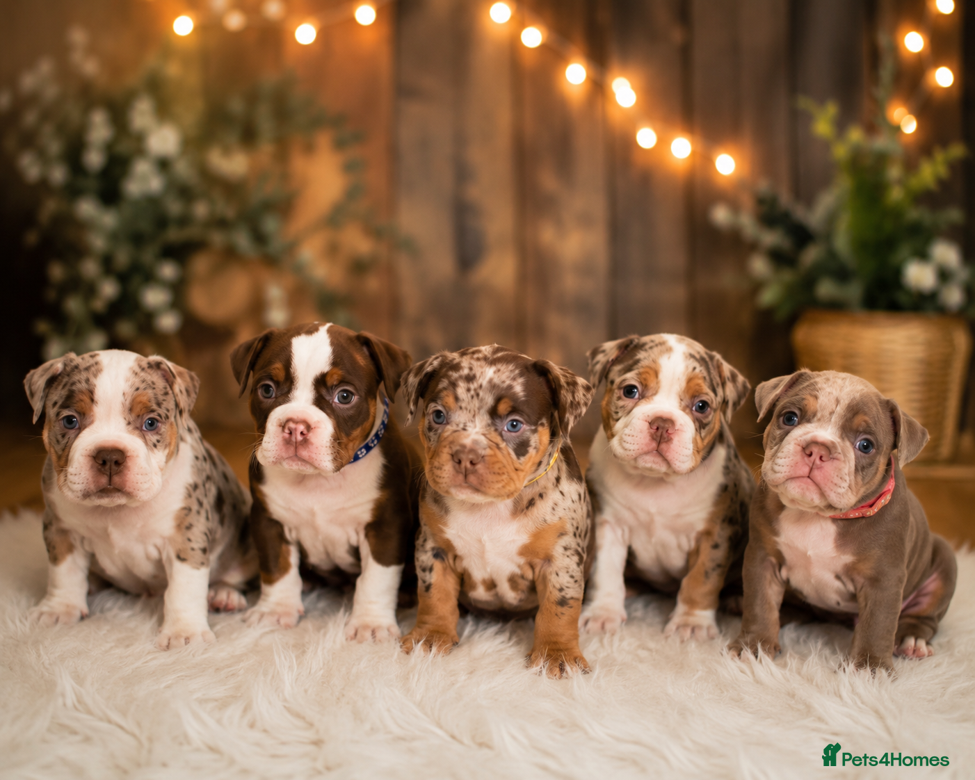 American Bully dogs Micro bully babies 🐶🩷💙 - Advert 3