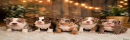 American Bully dogs for sale: Micro bully babies 🐶🩷💙 - Advert 1