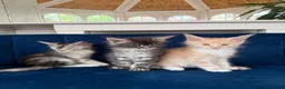 Maine Coon cats for stud: Maine Coon Stud, GCCF and TICA Registered. - Advert 6
