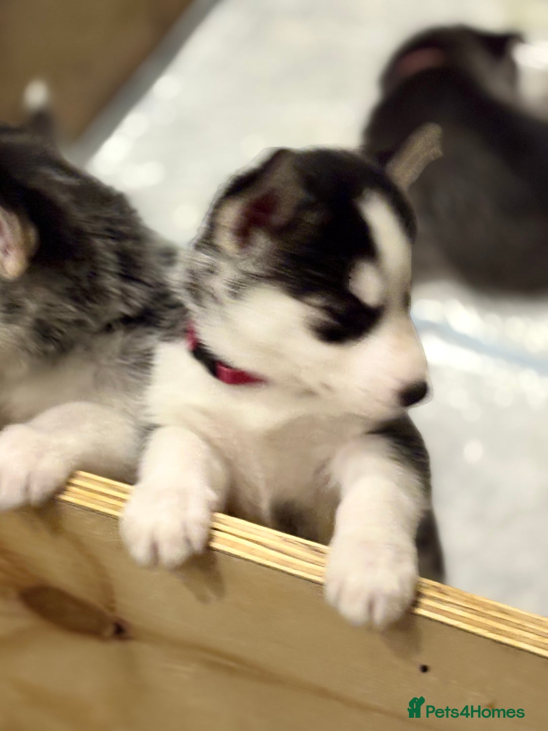 Siberian Husky dogs for sale: Siberian huskies 4 girls and 1 boy - Advert 10