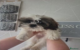 Zuchon dogs for sale: Shichon/zuchon puppies for sale  - Image 4
