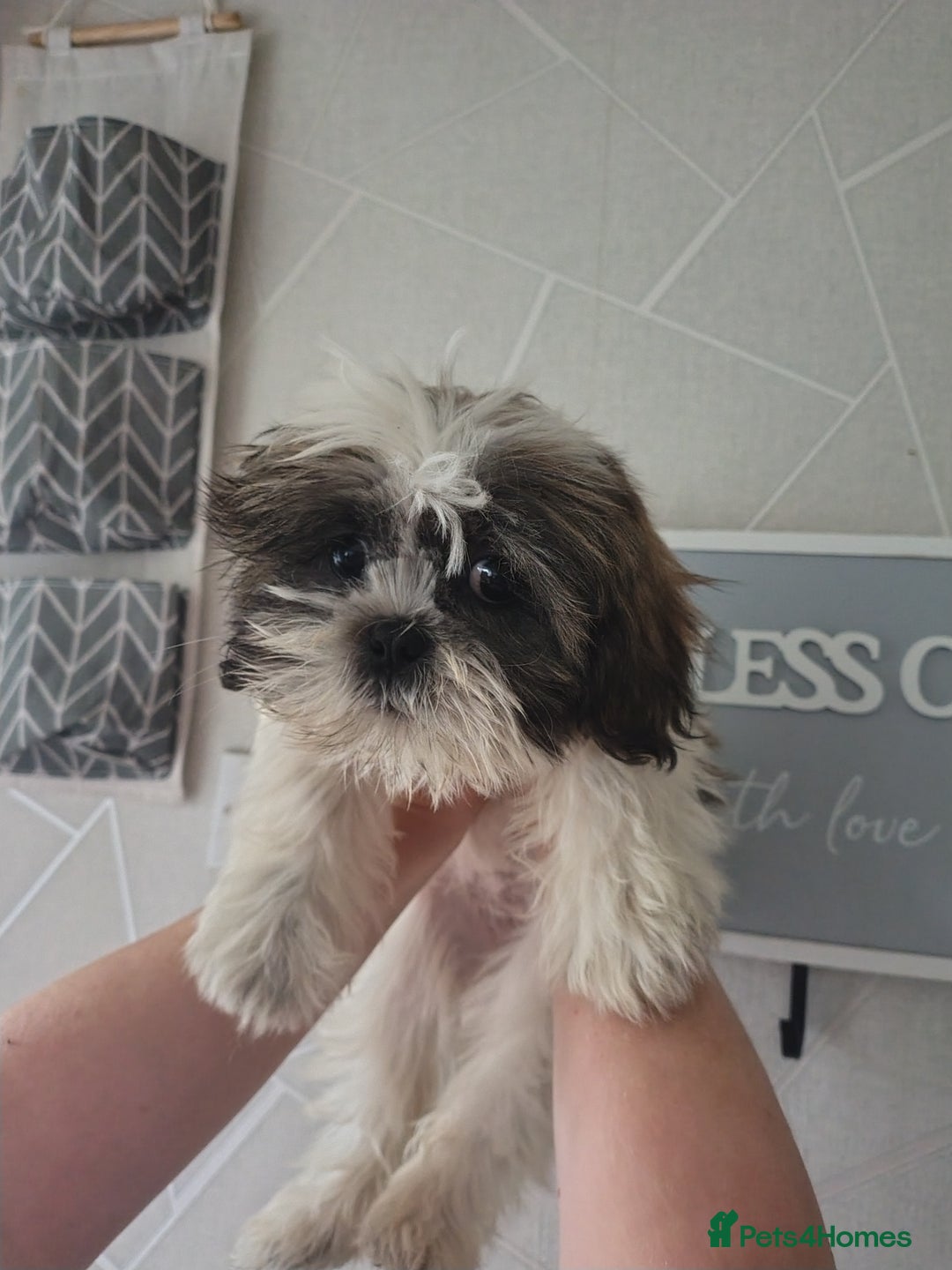 Zuchon dogs for sale: Shichon/zuchon puppies for sale  - Image 4