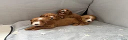 Cockapoo dogs for sale: Gorgeous cockapoo puppies in Nottingham - Advert 5