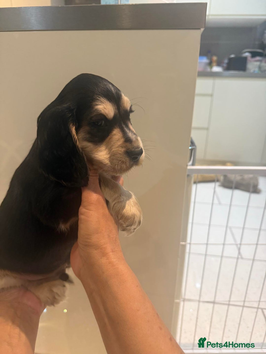 Cocker Spaniel dogs for sale: Pure show type KC reg DNA health test  - Advert 38