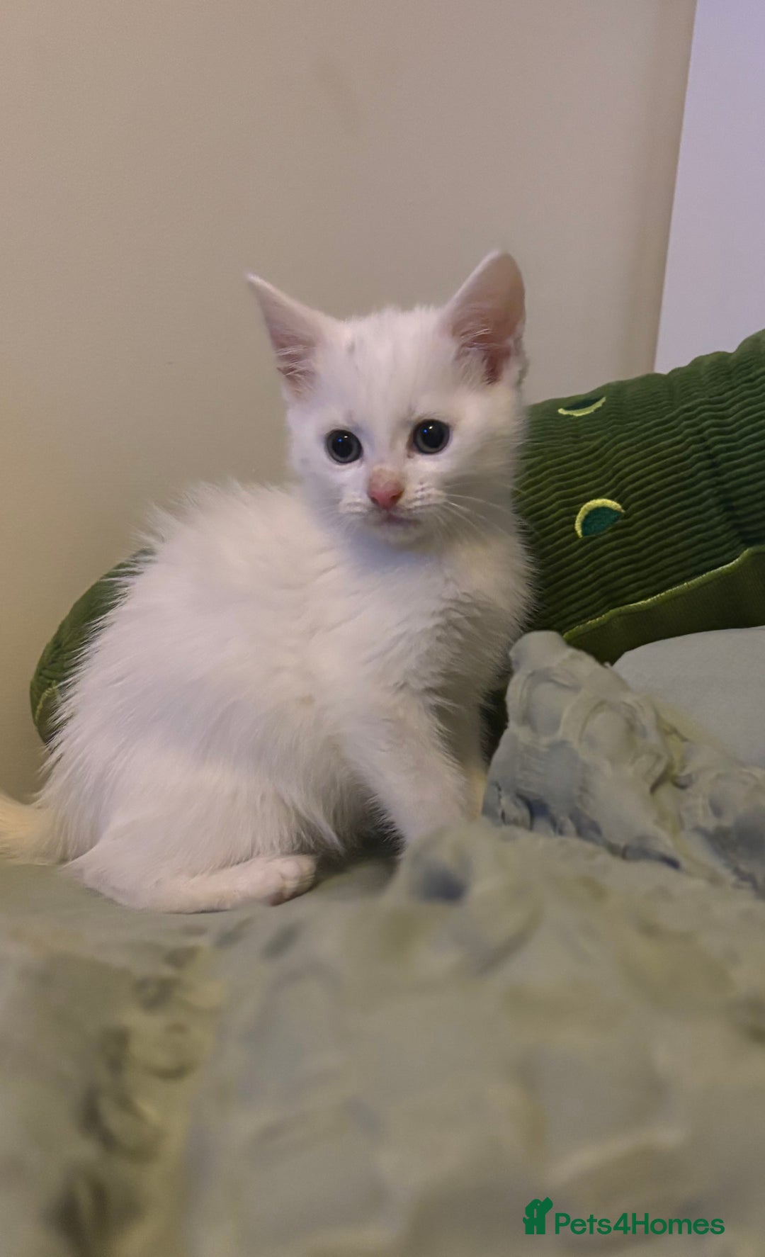 Maine Coon cats for sale: MAINE COON CROSS KITTENS - 1 POLYDACTYL  - Image 6