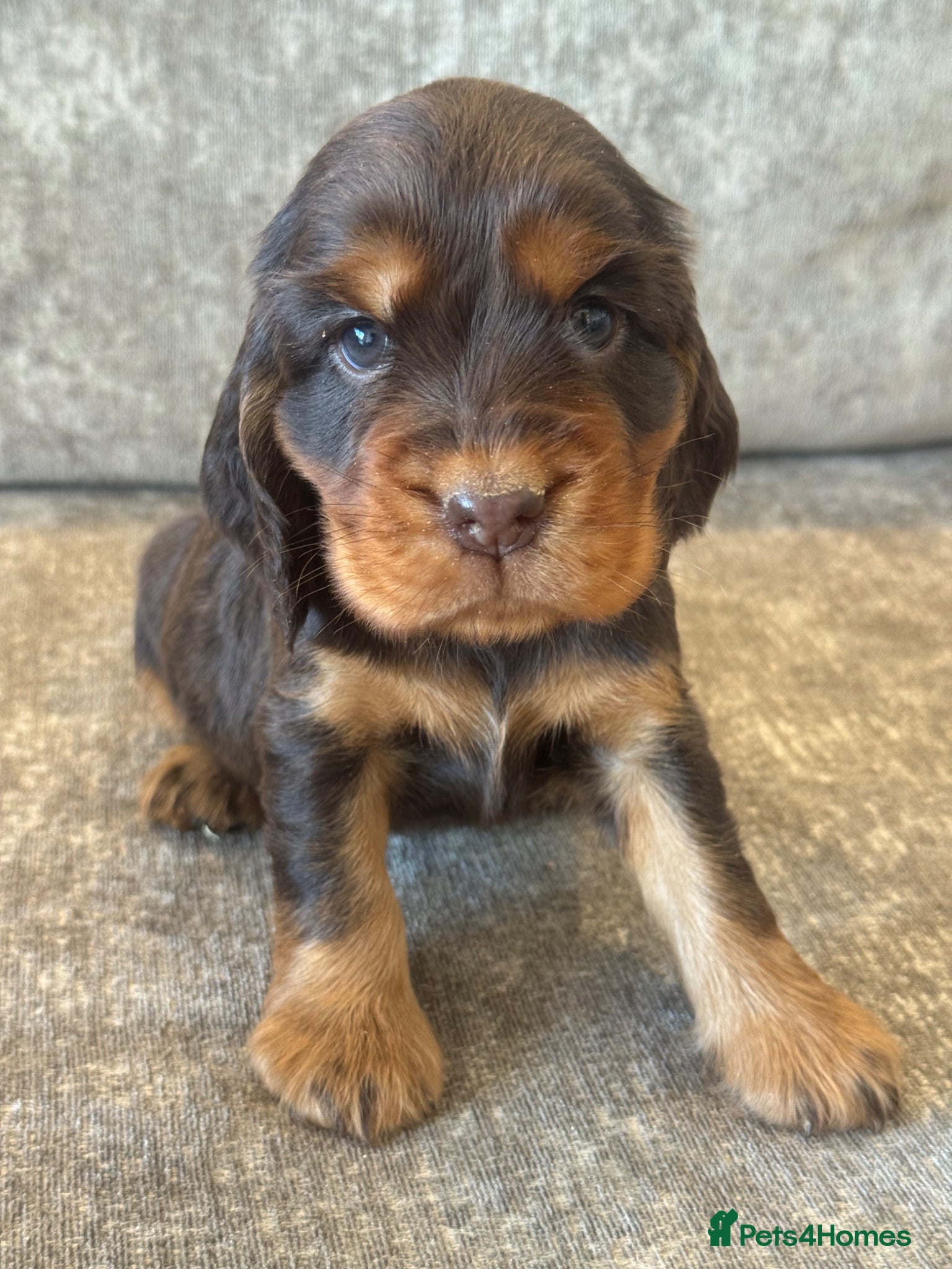 Cocker Spaniel dogs 100% SHOWTYPE KC REGISTERED HEALTH TESTED  - Advert 1