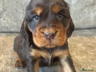 Cocker Spaniel dogs 100% SHOWTYPE KC REGISTERED HEALTH TESTED - Advert 1