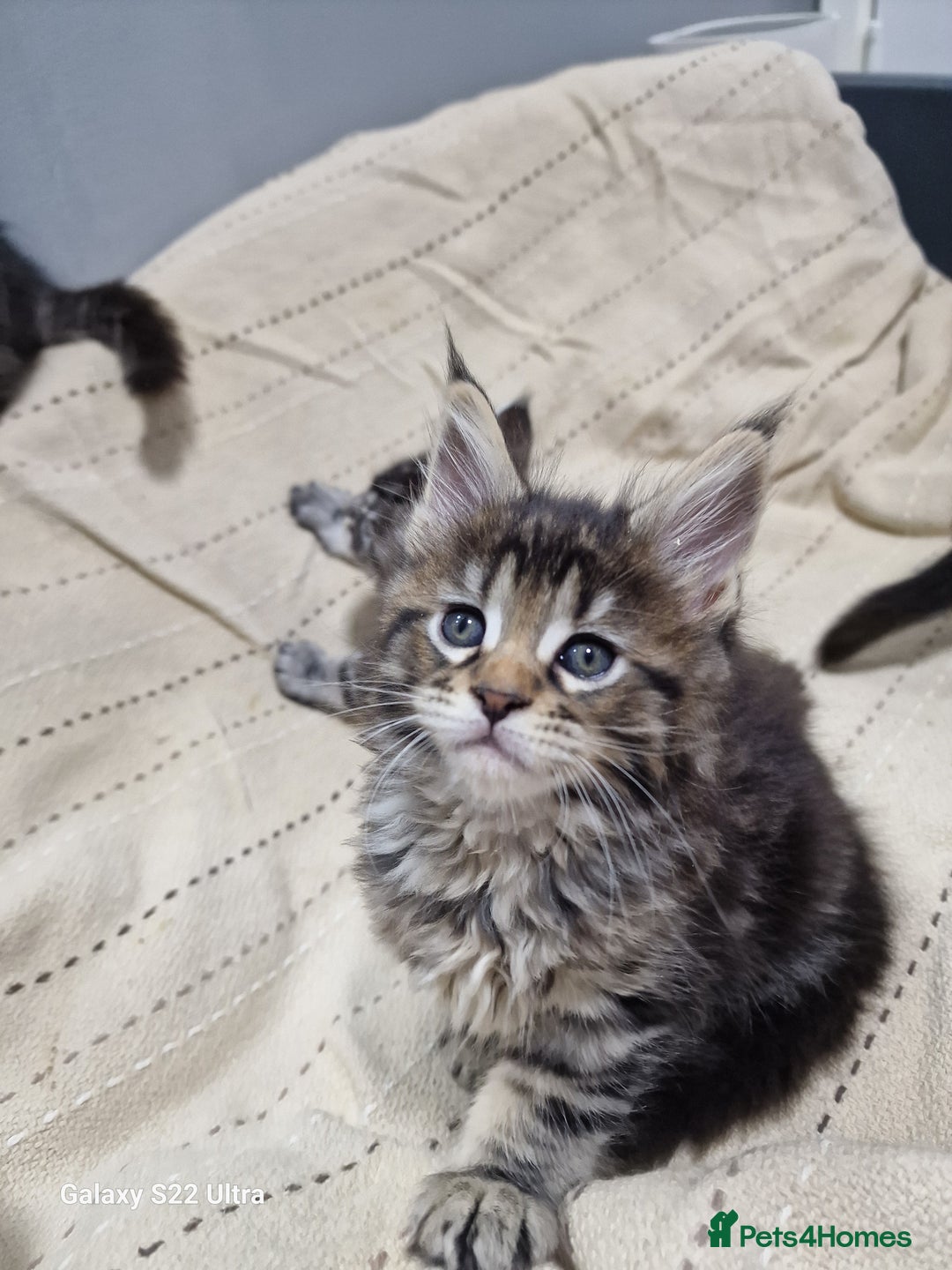 Maine Coon cats for sale: Pure Makne coon - Advert 9