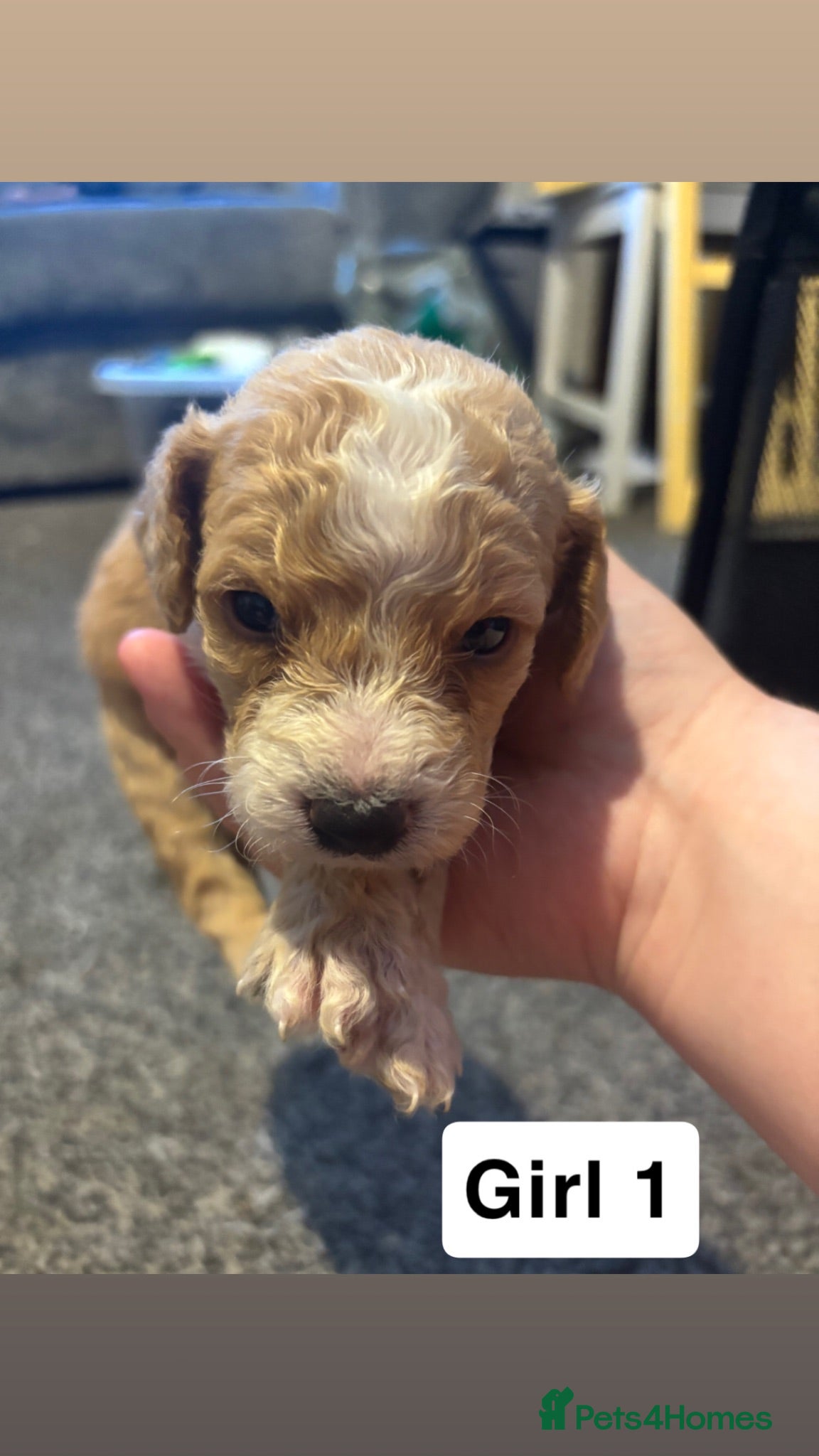 Cockapoo dogs Cockapoo puppy’s for sale  - Advert 5