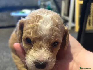 Cockapoo dogs Cockapoo puppy’s for sale - Advert 12