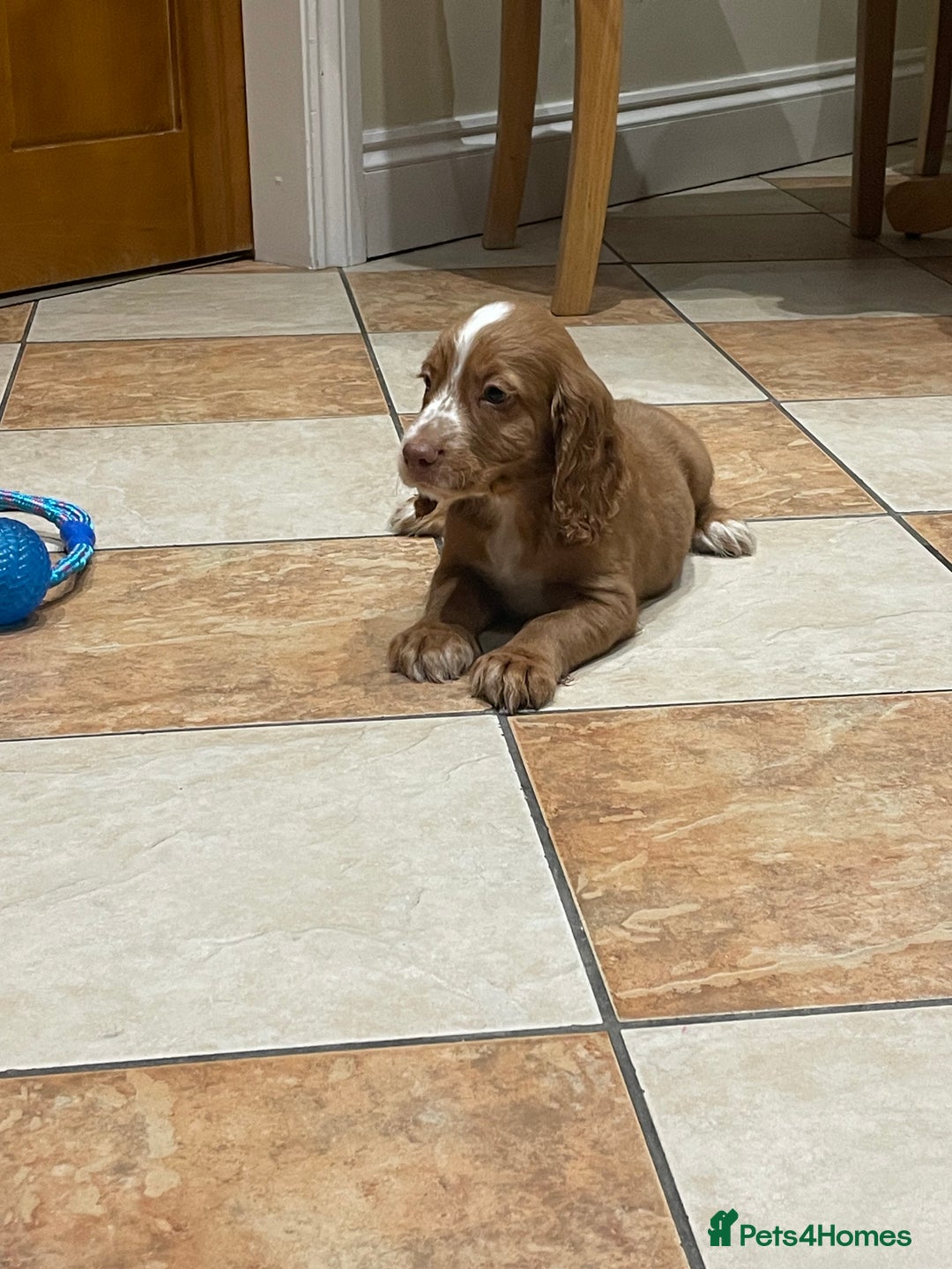 Cocker Spaniel dogs for sale: Cocker spaniel puppies  - Image 11