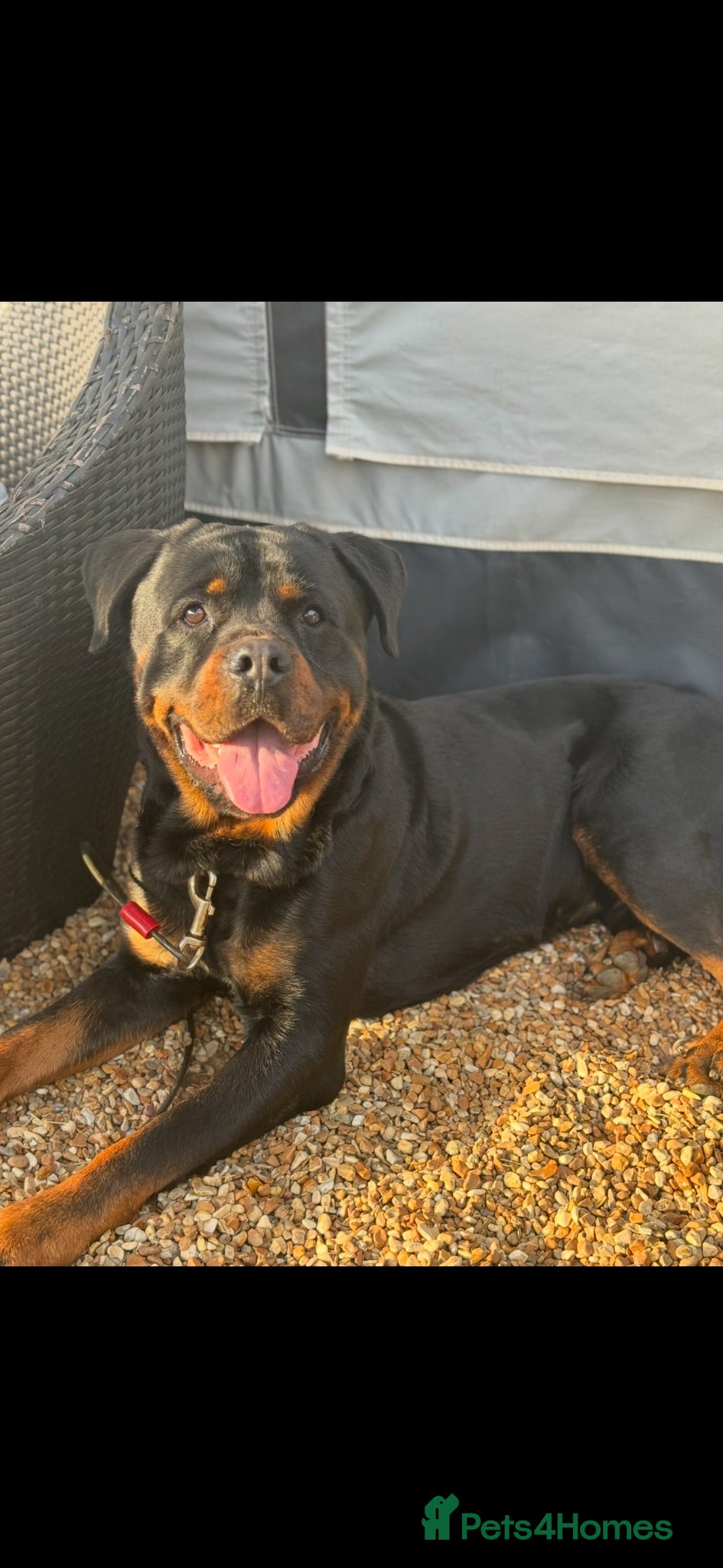Rottweiler dogs 🐾 ROTTWEILER LOOKING FOR HIS FOREVER HOME 🐾 - Advert 1