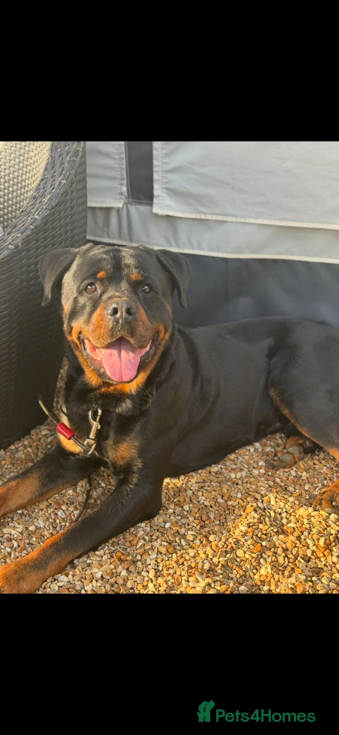 Rottweiler dogs for sale: 🐾 ROTTWEILER LOOKING FOR HIS FOREVER HOME 🐾 - Advert 1