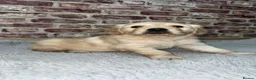 Golden Retriever dogs for sale: 1 Beautiful Golden Retriever Girl Left 😍🩷 - Advert 35