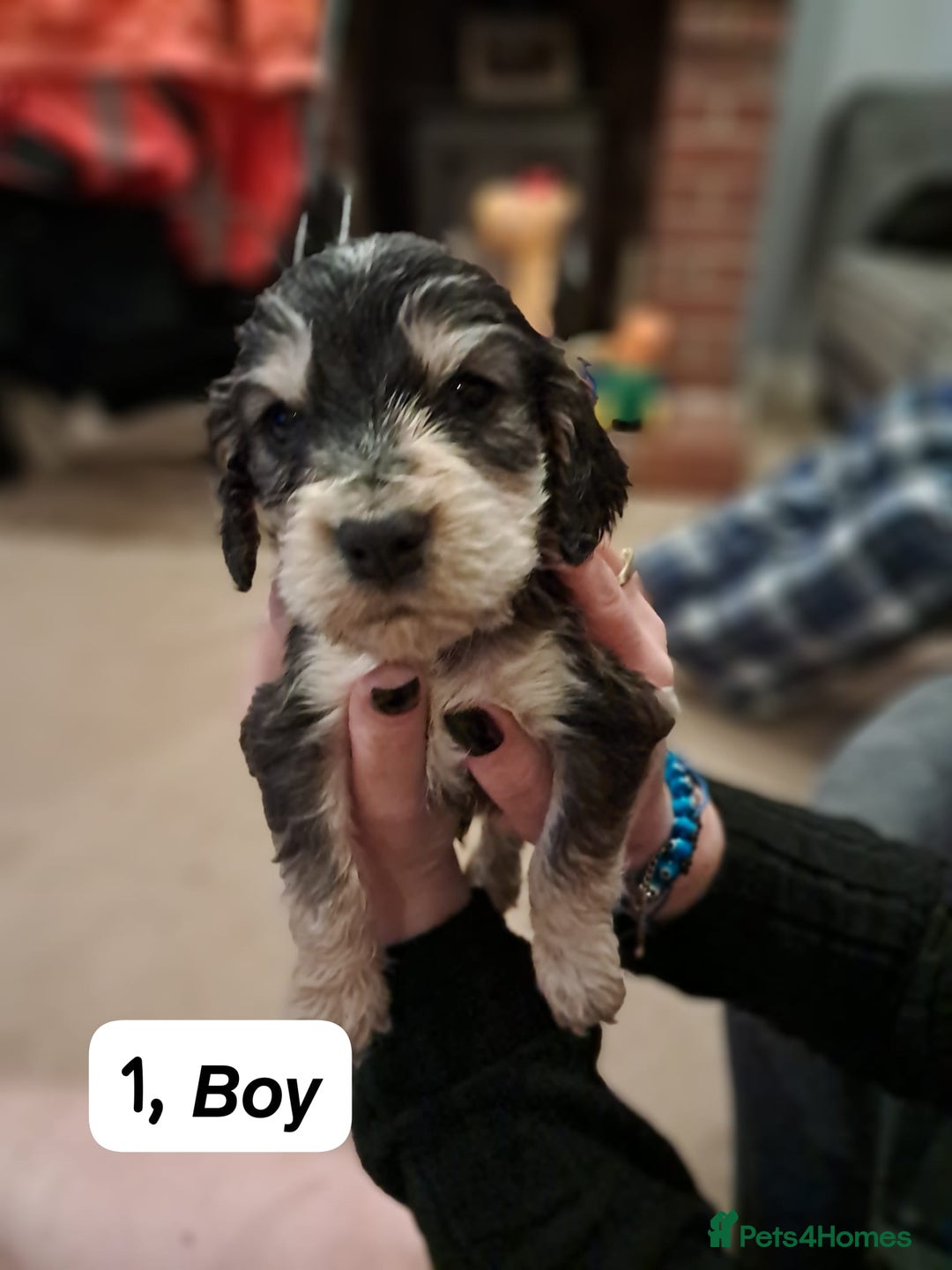 Cocker Spaniel dogs for sale: Show type Cocker spaniel puppies for sale - Image 2