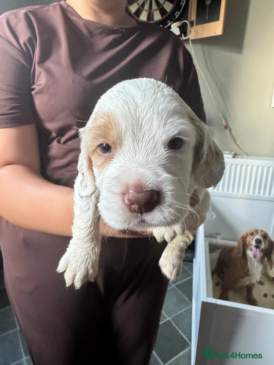 Cocker Spaniel dogs for sale: Lemon and white boy - Advert 2