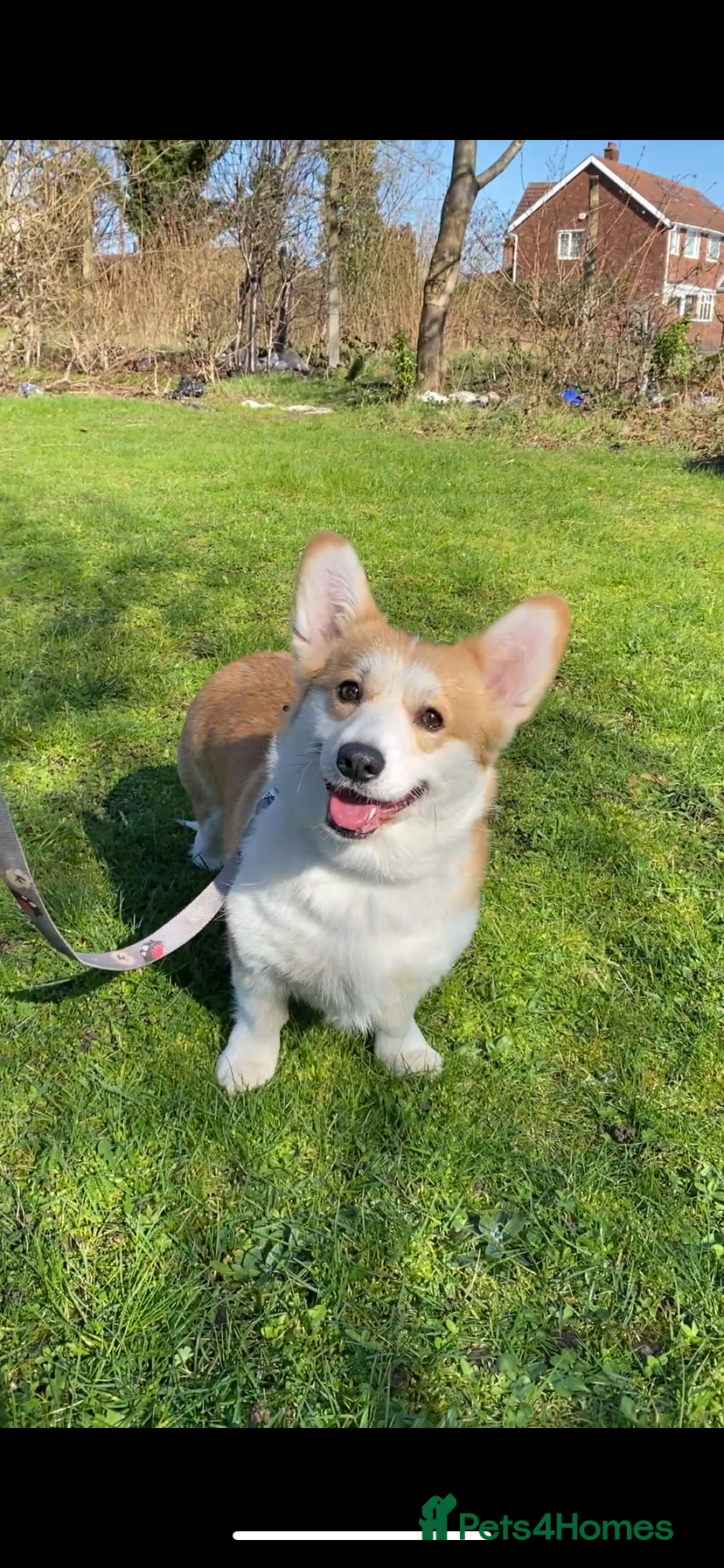 Welsh Corgi Pembroke dogs Welsh Corgi (Pembroke) - Advert 6