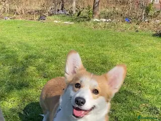 Welsh Corgi Pembroke dogs Welsh Corgi (Pembroke) - Advert 6