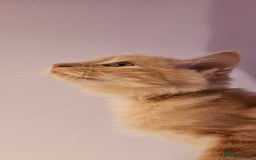 Ragdoll cats for sale: Loving half Ragdolls - Image 2