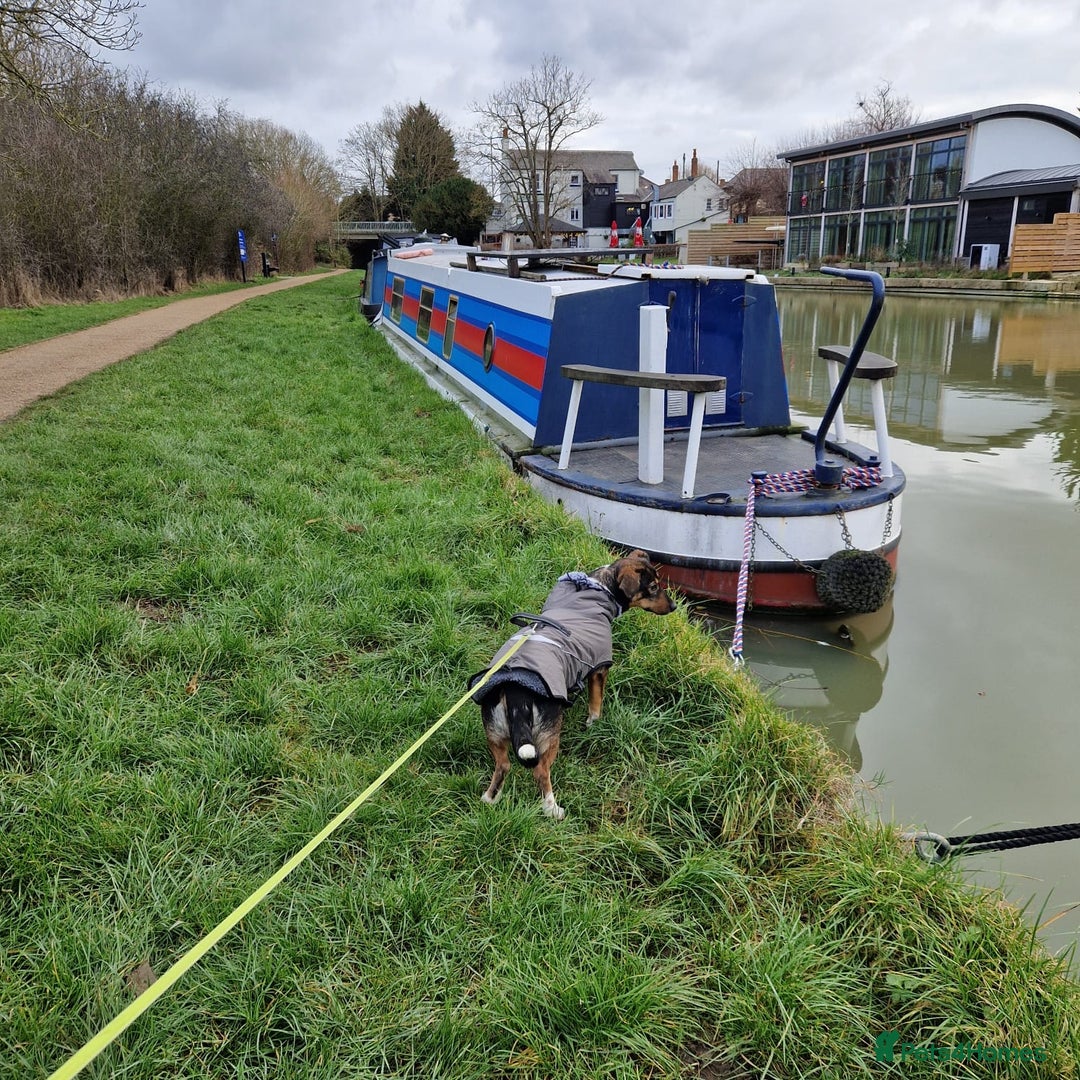 Mixed Breed dogs for adoption: Lessy  - Advert 3