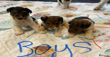 Fox Terrier dogs ⭐️ Licensed Breeder ⭐️ KC Wire Fox Terrier pups  - Advert 2