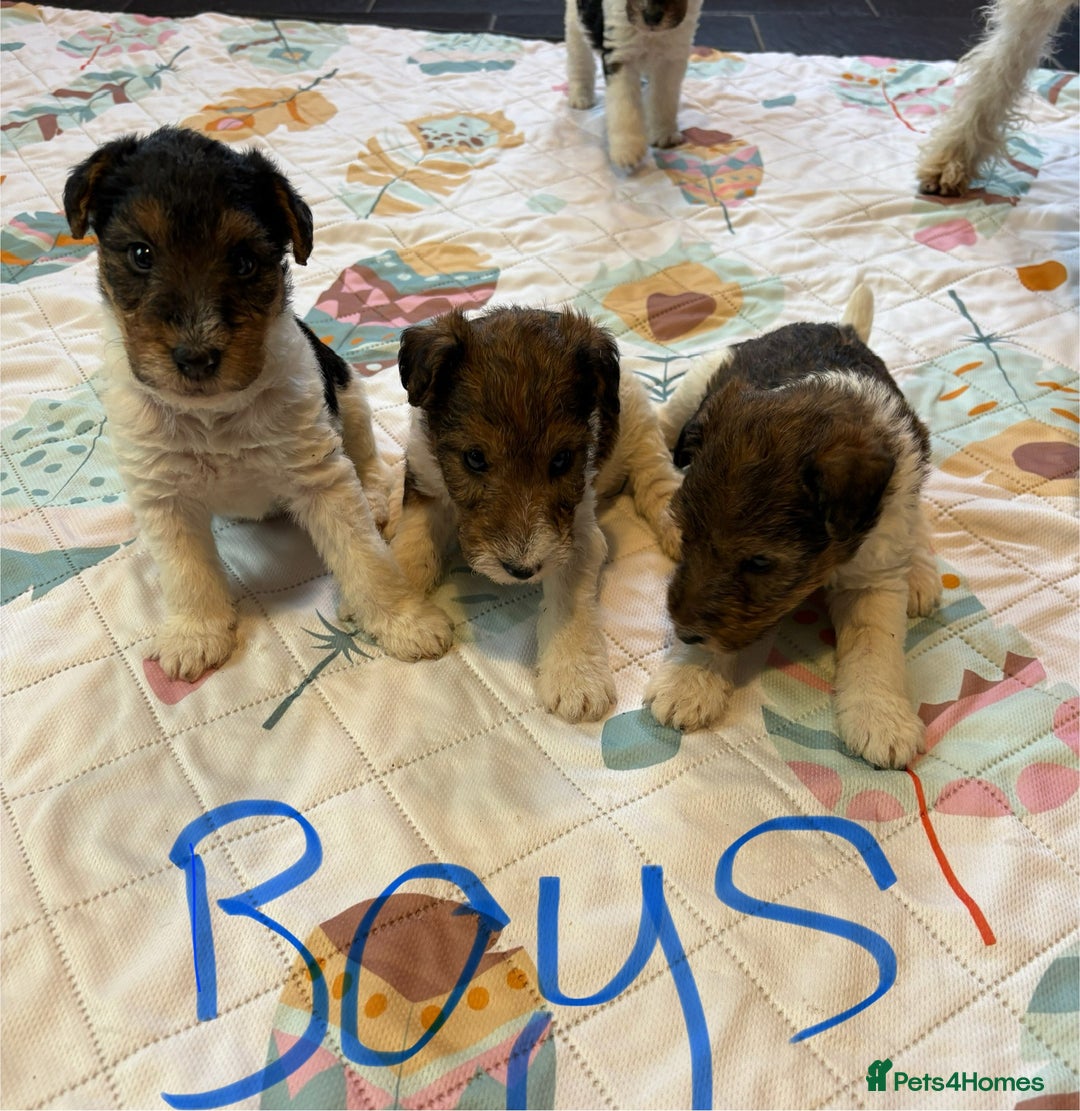 Fox Terrier dogs for sale: ⭐️ Licensed Breeder ⭐️ KC Wire Fox Terrier pups  - Advert 2