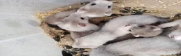 Ferret rodents for sale: Micro x semi angora  - Advert 14