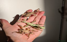 Stick Insects invertebrates for sale: Macleay's/ giant pricklies (Extatosoma tiaratum) - Advert 1