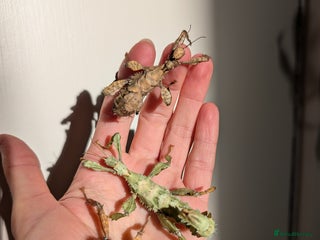 Stick Insects invertebrates Macleay's/ giant pricklies (Extatosoma tiaratum) - Advert 15