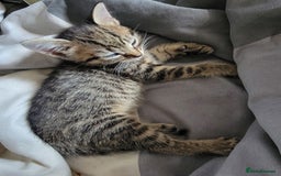 Mixed Breed cats for sale: Kittens ready now - Image 2