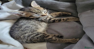 Mixed Breed cats - Advert 14
