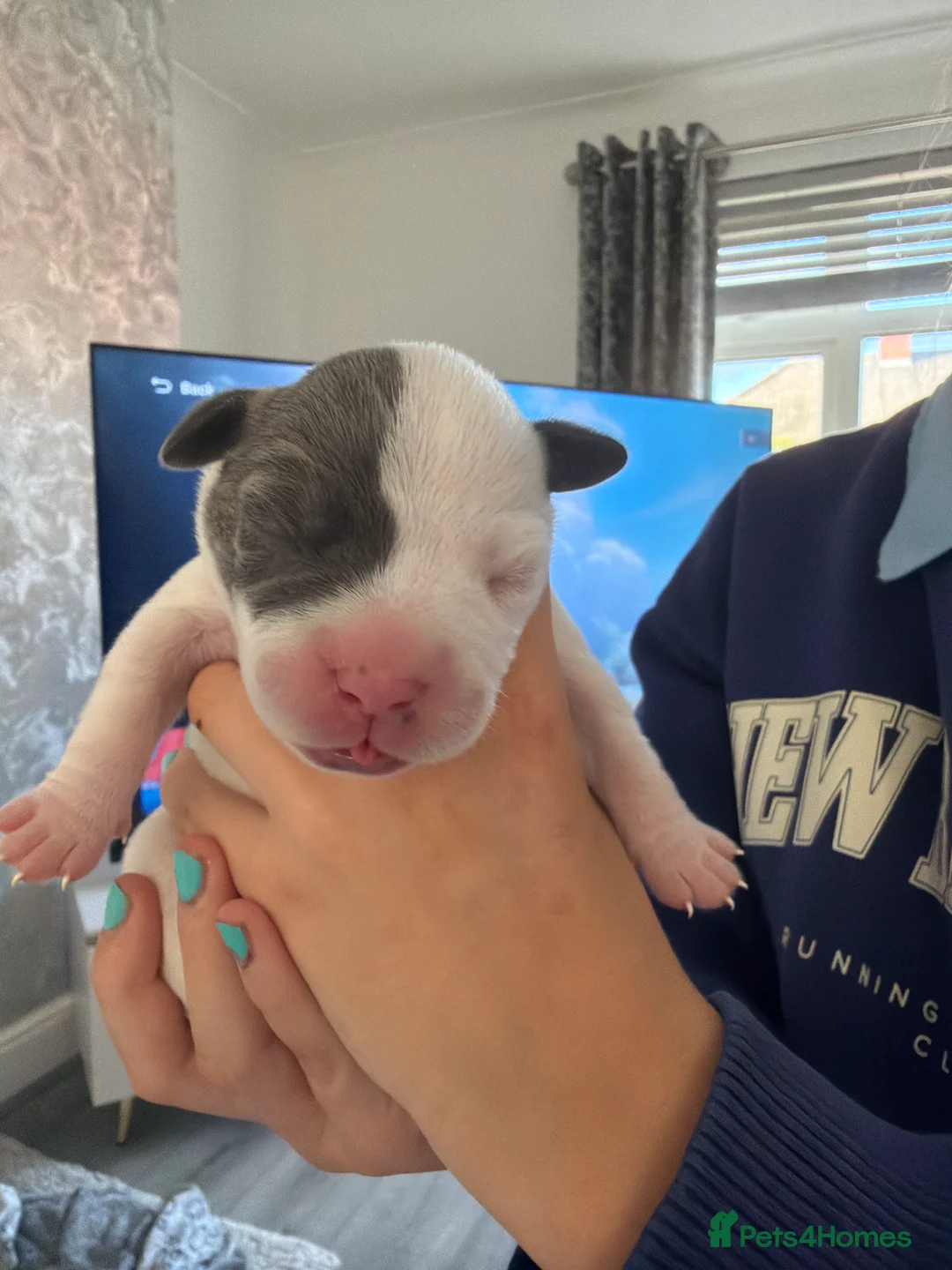 Staffordshire Bull Terrier dogs for sale: Staffordshire bull terrier - Advert 2