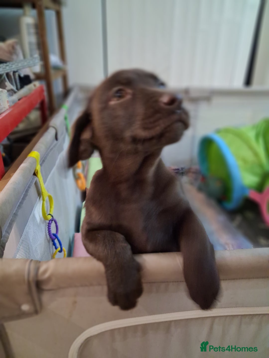 Labrador Retriever dogs for sale: ***chocolate labrador puppy*** - Advert 2