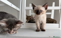 Bengal cats for sale: Beautiful boy remaining ready to go  - Image 13