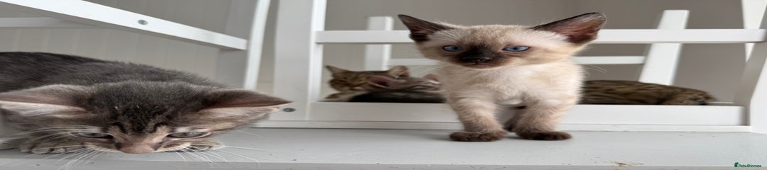 Bengal Kitten 2