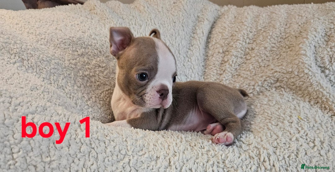 Boston Terrier dogs for sale: Lilac boston babies  - Image 14