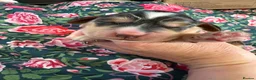 Cocker Spaniel dogs for sale: Beautiful Kc reg show type cocker spaniels  - Advert 7