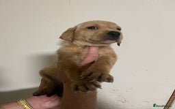 Labrador Retriever dogs for sale: 7 Labrador Puppies - Image 13